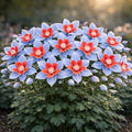 500+ Columbine Seeds for Planting Outdoors – Aquilegia Perennial Flower Seeds, Pollinator Friendly Wildflower Garden Flowers, Cottage Garden Flower Seeds for Spring Planting (Blue,500)
