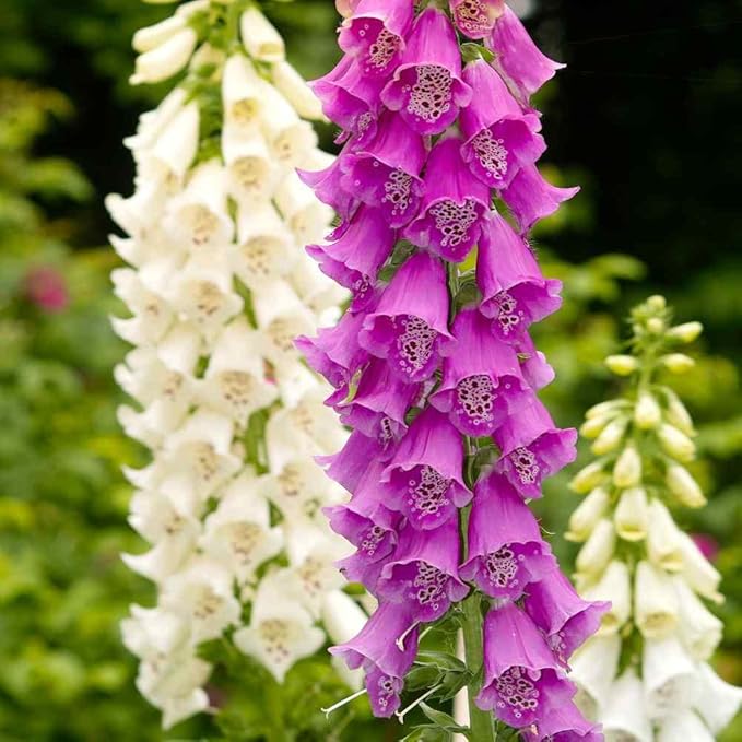 Outsidepride Digitalis Purpurea Gloxiniaeflora Mix Foxglove Seeds – 10000 Pcs Biennial, Prolific, Tall Growing Flower Seeds with Pollinator-Friendly Blooms for Shaded Gardens & Outdoor Landscapes