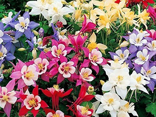 200 Columbine McKana Giants Flower Seeds, Perennial Colorful Attracts Bees and Hummingbirds from USA Aquilegia caerulea