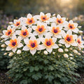 500+ Columbine Seeds for Planting Outdoors – Aquilegia Perennial Flower Seeds, Pollinator Friendly Wildflower Garden Flowers, Cottage Garden Flower Seeds for Spring Planting (White,1000)