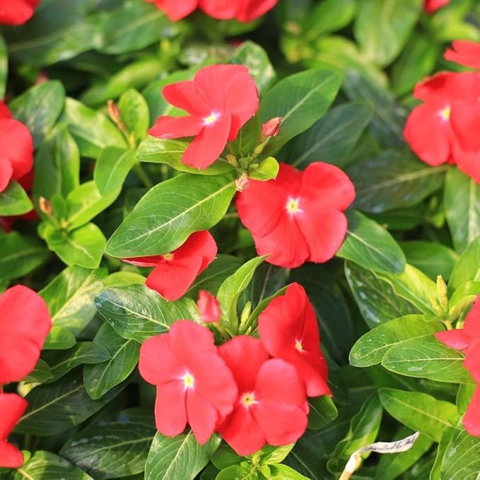 1100+ Perennial Vinca Periwinkle Flower Seed for Planting Outdoor-Non-GMO Heirloom Annual Garden Flowers Open Pollinated