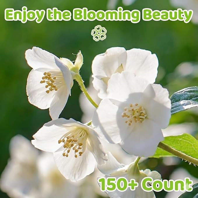 150+ Climbing Jasmine Flower Seeds for Planting – Easy to Grow, Non-GMO, High Germination Fragrant Flowers for Home Garden, Balcony, Trellis, Fence, Vertical Garden Decor (150+ Seeds)