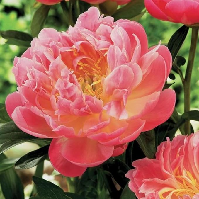 100+ Double Mixed Peonies Seeds for Planting Outdoors,Premium Peony Seeds Non-GMO Heirloom Perennial Flower,Peony Flowers Seed with Ruffled Blooms Garden Home