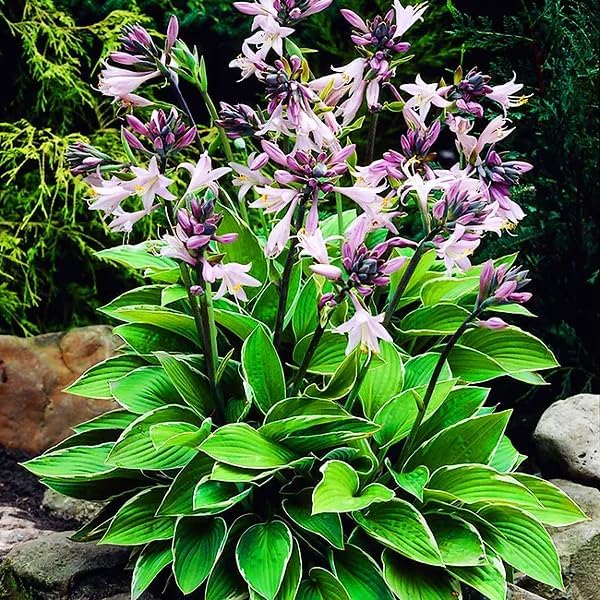 280+ USA PERMIUM Perennial Hosta Seeds for Planting Indoor Outdoor-Non GMO Heirloom Fragrant Shade Garden Flowers Open Pollinated