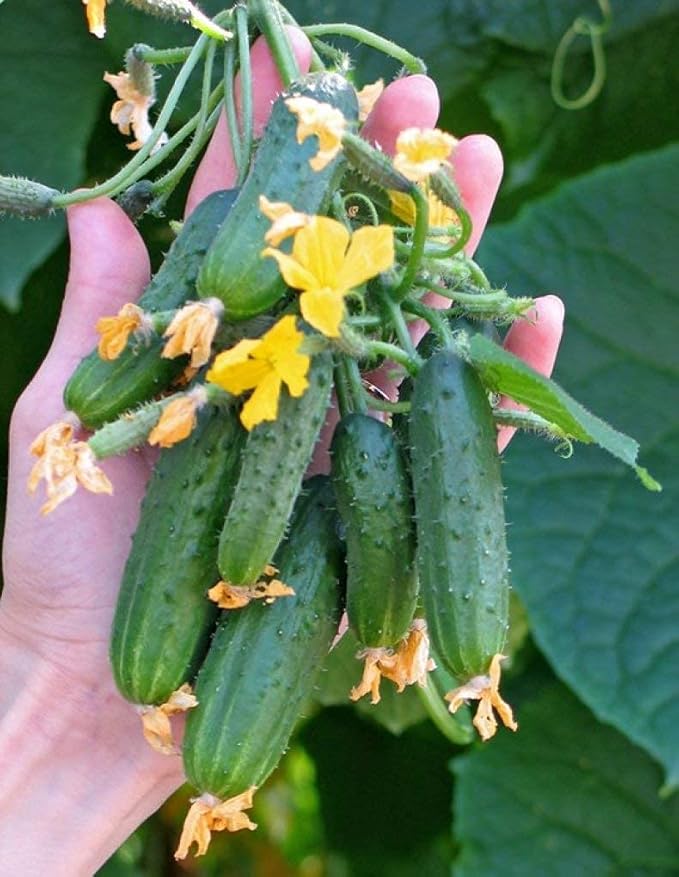 Seeds Cucumber to The Envy of a Neighbor Pickling 45 Days Vegetable Non GMO