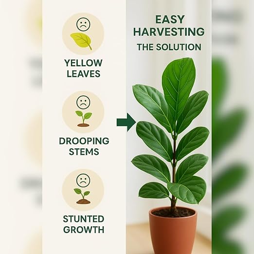 Fiddle Leaf Fig Fertilizer by Easy Harvesting – Premium 3-1-2 Liquid Plant Food | One Bottle Makes 118 Gallons | Pet Safe, Gentle Formula for Indoor Houseplants (16oz Pump Bottle)