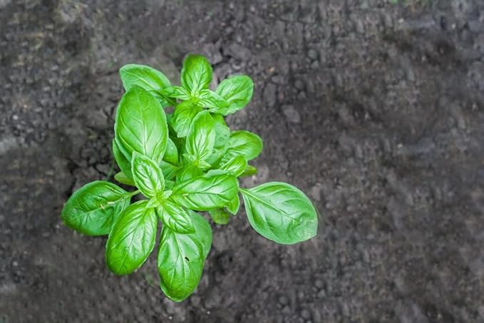 Genovese Sweet Basil Seeds for Planting (Ocimum basilicum) – 500+ Heirloom Non-GMO Herb Seeds by Isla’s Garden Seeds, Classic Italian Basil for Culinary Use, Fragrant & Fast-Growing, Gardening Gift