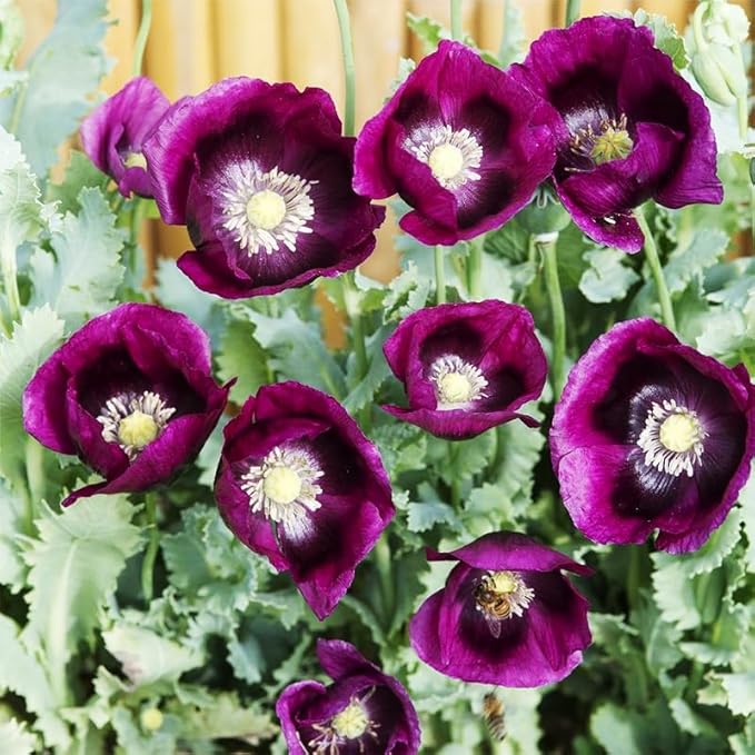 4200+ Purple Poppy Flower Seeds for Planting-Heirloom Non-GMO Seeds,Colorful Blooming Garden Flowers