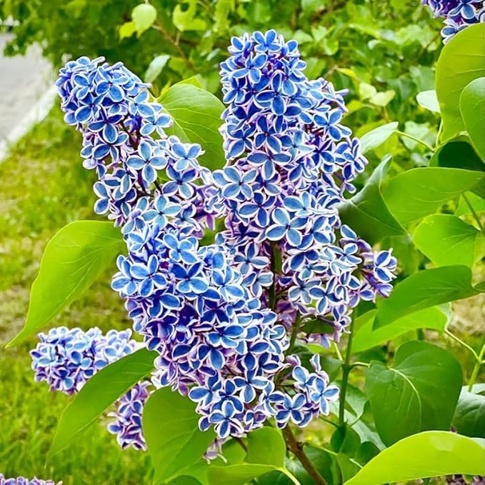 200 Mixed Lilac Seeds Perennial Fragrant Blooms - Heirloom Ornamental Shrub, High Germination & Aromatic Flowers, Perfect for Patio