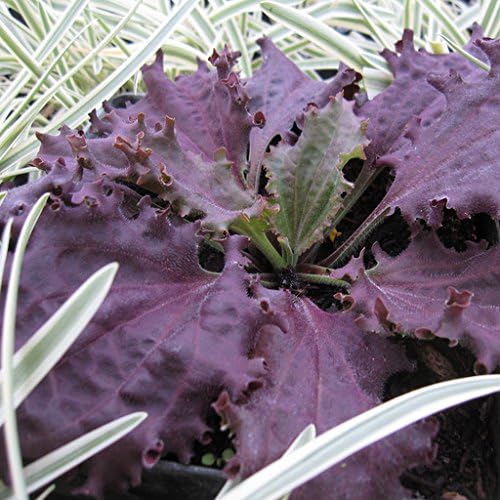 PLANTAGO major 'Purple Perversion' Fringed Purple Plantain Seeds,ornamental foliage plant / tea herb / culinary herb,flowering pot plant,ornamental foliage plant / ” (100)