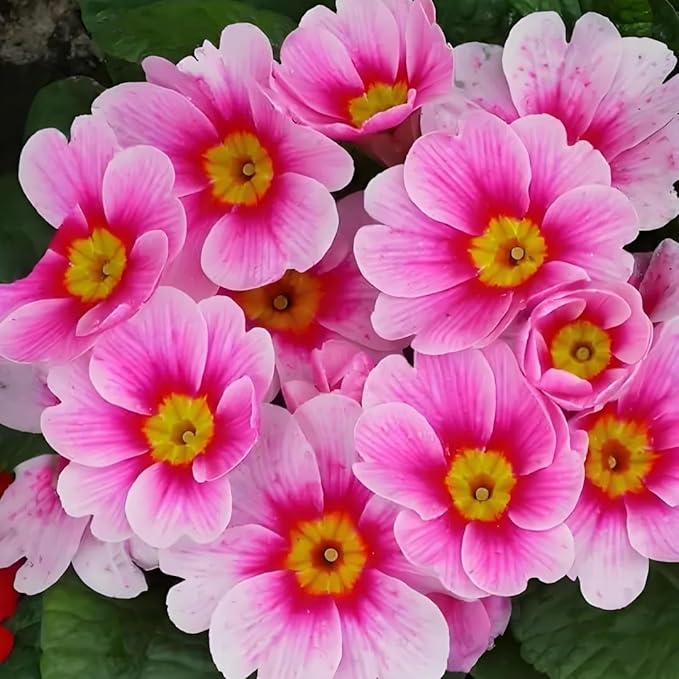 Primrose Flower Seeds (300pcs) – Colorful Perennial Blooms for Patio Pots, Rock Gardens & Bonsai Décor – Easy to Grow, Long-Lasting Spring Flowers Gift for Garden Lovers