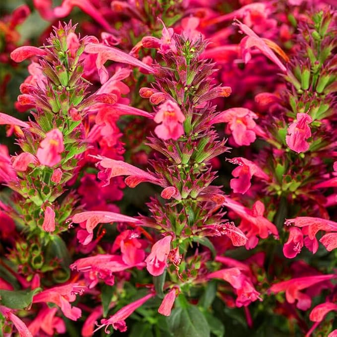 45Pcs Perennial Mix Hummingbird Mint Seeds for Planting- Attracts Hummingbirds and Butterflies