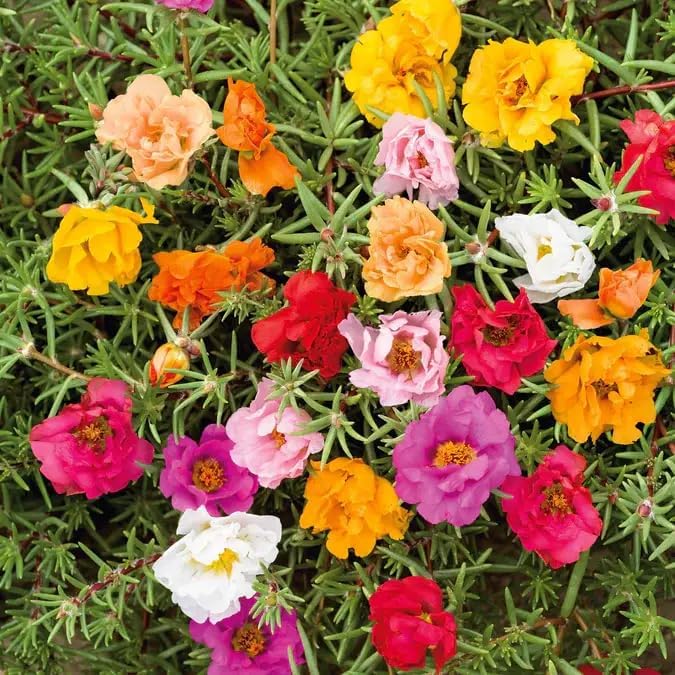 20,000+ Moss Rose Seeds (Portulaca Grandiflora) - Mixed Color Perennial Ground Cover, Non-GMO, Heirloom, Vibrant Blooms for Garden Beds, Outdoor Planting & Garden Beautification