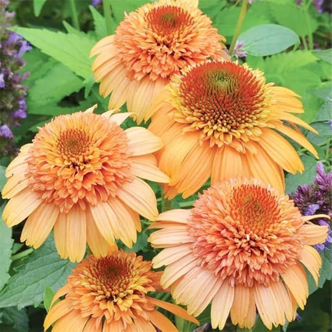300+ Double Echinacea Seeds, Heirloom Coneflower Seeds, Non-GMO Perennial Flowers, Butterfly Garden Plants