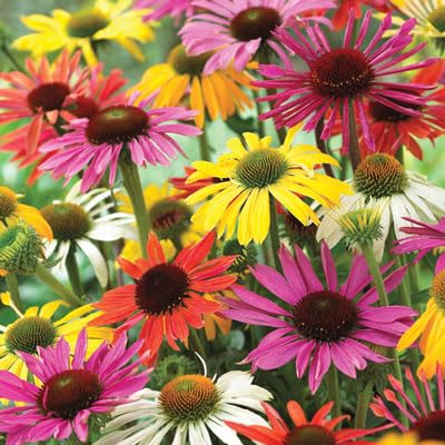 Mixed Coneflower Seeds for Planting - Easy to Grow Echinacea Flowers (250 Seeds)