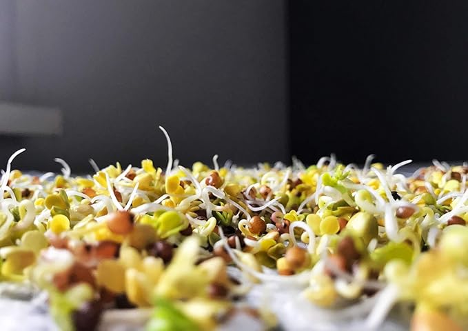 Food to Live Organic Arugula Sprouting Seeds, 4 Ounces - Non-GMO, Kosher, Great for Sprouting and Planting, High Germination Rate, Vegan Superfood, Bulk, Grow Amazing Sprout, Sirtfood