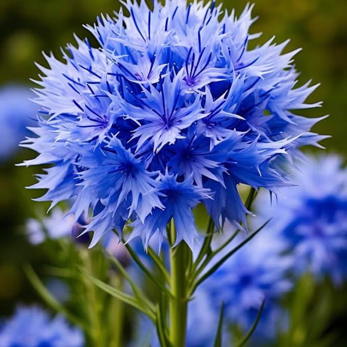 100pcs Cornflower Seeds for Planting Heirloom Non-GMO Bachelor's Button, Vibrant Wildflower Pollinator-Friendly Garden Flower for Beds, Borders & Meadow Landscaping