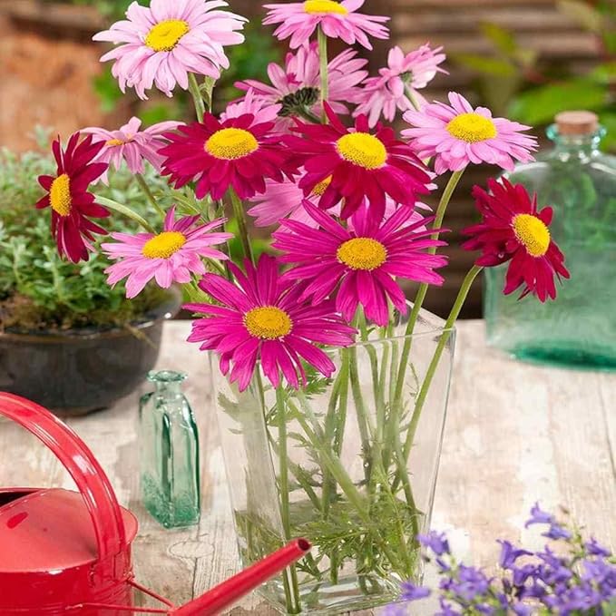 2000+ Pyrethrum Tanacetum coccineum - Flower Garden Seeds - Perennial Flower Seeds