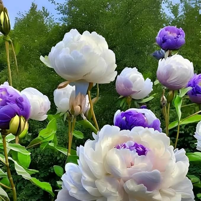 100+ Double Mixed Peonies Seeds for Planting Outdoors,Premium Peony Seeds Non-GMO Heirloom Perennial Flower,Peony Flowers Seed with Ruffled Blooms Garden Home