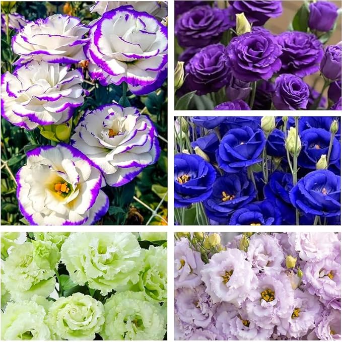 1200+ Mixed Lisianthus Seeds for Planting-Non-GMO Heirloom Plant Seeds Garden Outdoor-Fragrant, Attracts Bees and Butterflies