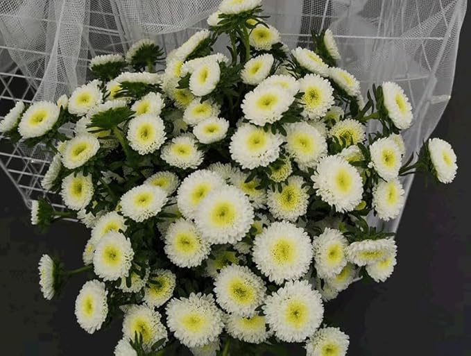 100+ Mix Chrysanthemum Seeds Showy Blooms Flowers Cut Flowers Planting Perennial Non-GMO Mum Flower