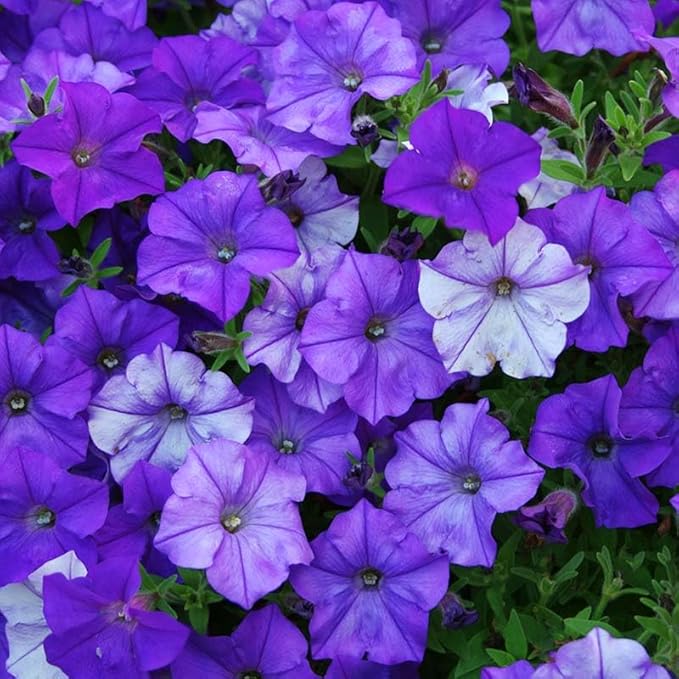 250+ Mixed Petunia Hybrida Flower Seed for Planting Outdoor Non GMO