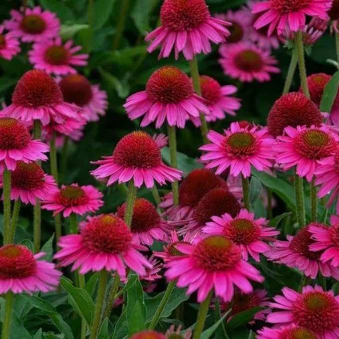 100PCS Pink Cute Coneflower Seeds Echinacea Purpurea Non-GMO Perennial Flower Seeds Heirloom