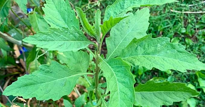 Live Epazote Plant/Mexican Tea. Year's Supply. Family+Friends Pack. Helps Immunity, Digestion, Metabolism. Flavorful, Pungent, Fresh, Edible. Easy Grow. Indoor/Outdoor. (4 Epazote in Sac)