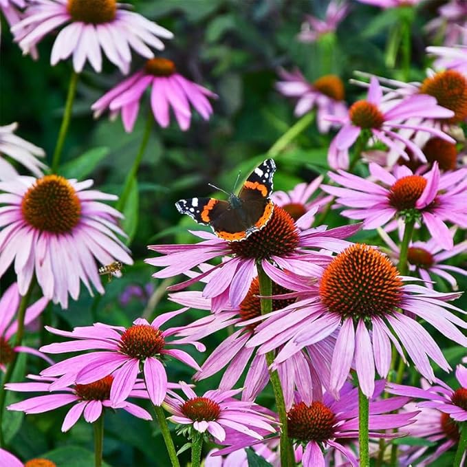 200+ Perennial Mix Echinacea Coneflower Seeds for Planting-Rare Non-GMO Plant Flower Seeds