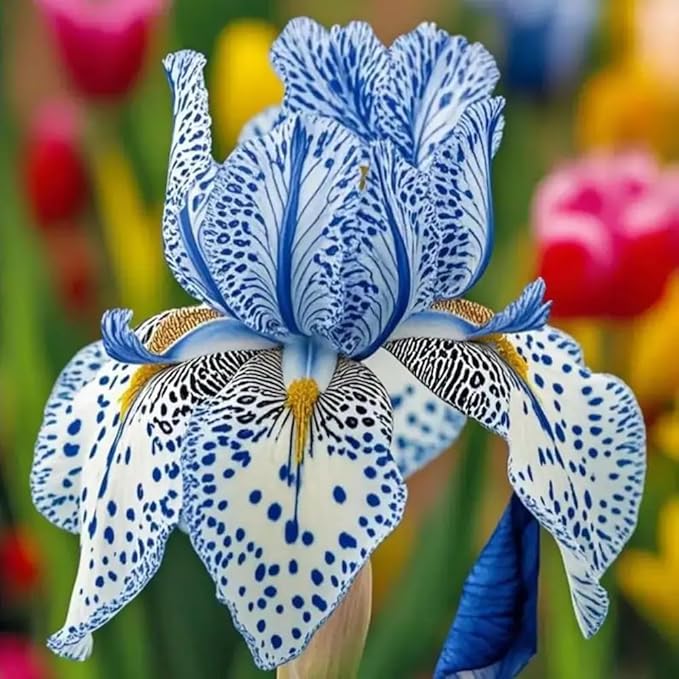 75+ Mix Iris Seeds for Planting -Rare Exotic Bearded Iris Flower Seeds -Dwarf Flower Seeds Perennial Cold Hardy Non-GMO Heirloom for Garden Outdoor