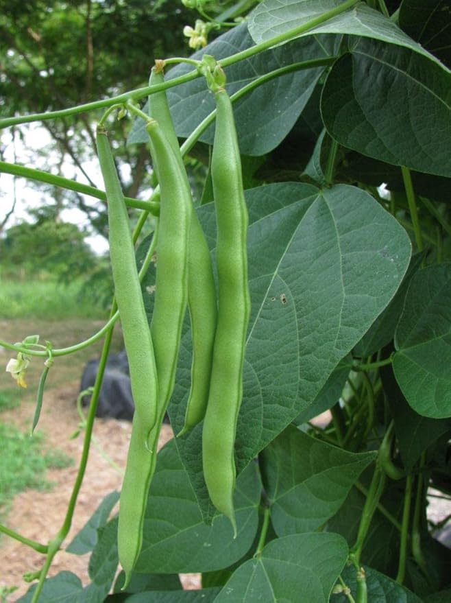 100+ Blue Lake Pole Bean Seeds for Planting Organic Heirloom Non GMO 1 Ounce of Seeds Garden Vegetable Bulk Survival