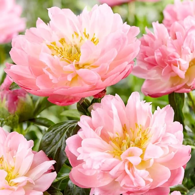 300+ Perennial Peony Flower Seeds for Planting Outdoor-Attracts Bees&Butterflies Fragrant Butterfly Non-GMO Heirloom Seeds