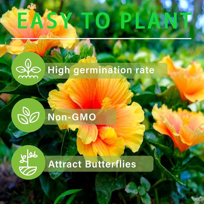 100+Giant Hibiscus Seeds for Planting Outdoor- Perennial Rare Non-GMO Heirloom Flowers Plant for Your Flourishing Garden Home
