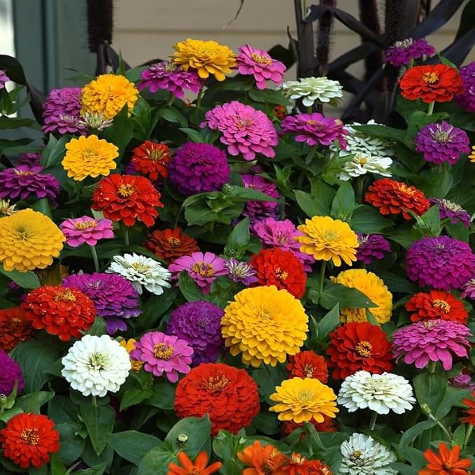 1000 Mixed 𝗨𝗦𝗔 𝗣𝗥𝗘𝗠𝗜𝗨𝗠 Zinnia Seeds - Non-GMO Heirloom Flower Seed | Large Blooms & Easy to Grow, Multi-Colors | Ideal for Pollinator Gardens, Borders & Containers