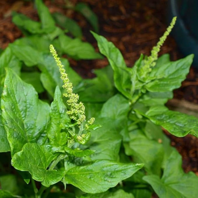 Palm Beach Medicinal Herbs - Good King Henry (Chenopodium Bonus-henricus) - Packet of 30 Seeds