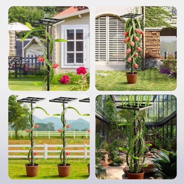 1 Pcs Dragon Fruit Trellis for Climbing Plants, Adjustable Metal Plant Trellis, Outdoor & Indoor Garden Trellis for Potted Plants, Vertical Support for Dragon Fruit, Cactus - Easy Assembly (1 Pack)