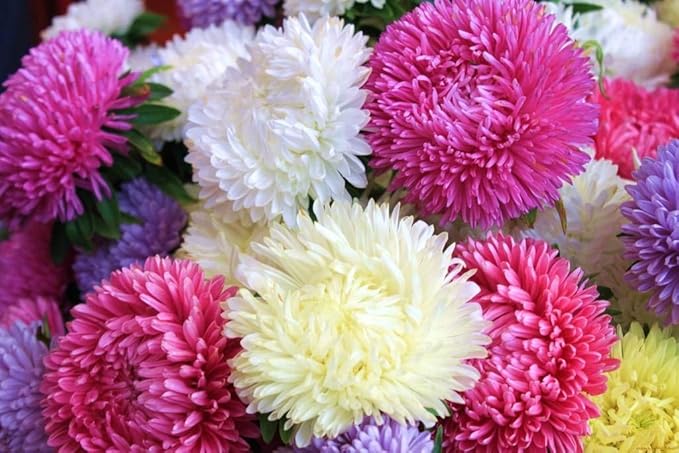 Seeds Aster Pompon Mix Giant Flower Annual Outdoor Garden Cut for Planting Non GMO