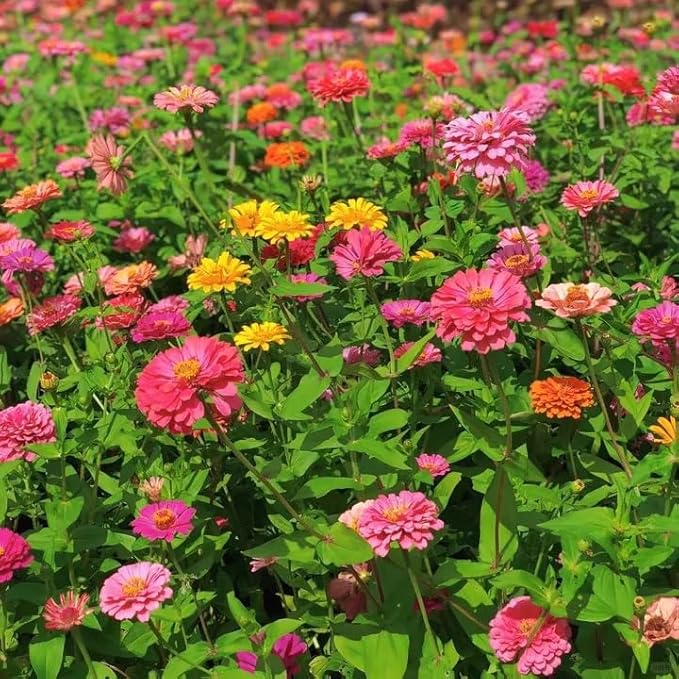50 Zinnia Flower Seeds for Planting, Perennial Zinnia Flower Seed, Non-GMO Heirloom Zinnias Seeds for Home Garden Outdoor