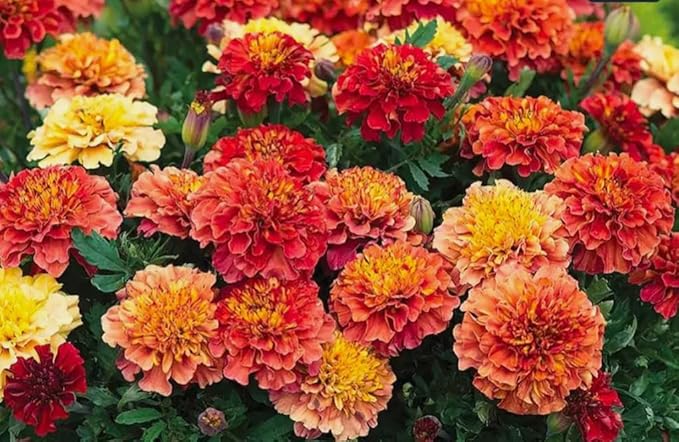 100PCS French Marigold Strawberry Blonde Seeds Tagetes Patula Heirloom Flower Seeds Home Garden