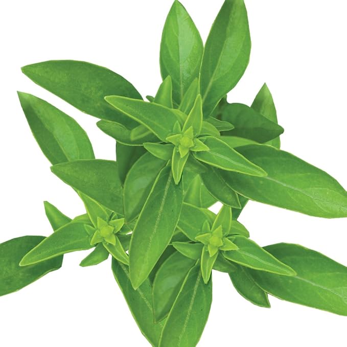 Burpee 63660A Summerlong Basil Seeds