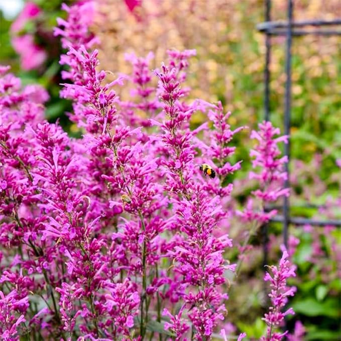 50+ Perennial Arizona Sandstone Hummingbird Mint Flower Seeds for Planting Outdoor- Rare Agastache Seeds Garden Home Plant Non-GMO