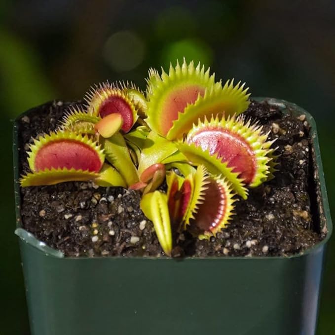 Doter Carnivorous Plant Soil Mix for Repotting 4 QT, All Natural Ingredients Great for Venus, Sundews, and Pitcher Plants