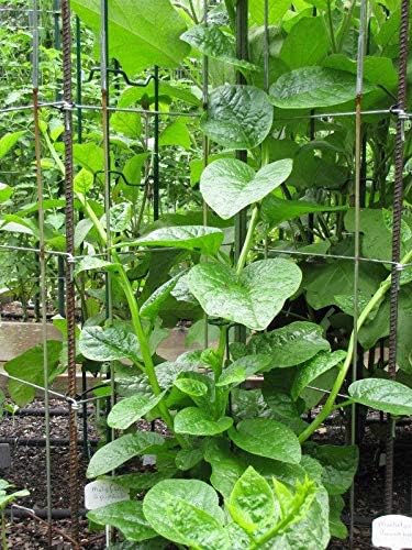 Malabar Spinach (Green Stem Variety) - Excellent for stir-Fry Cooking or RAW(300 - Seeds)