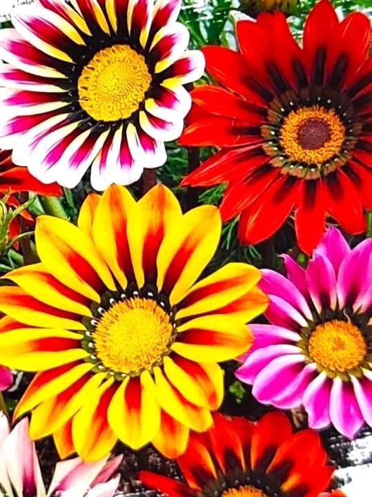 Showy Gazania Flower Mix Perennial 100+ Seeds for Planting Non-GMO Treasure Flower African Daisy
