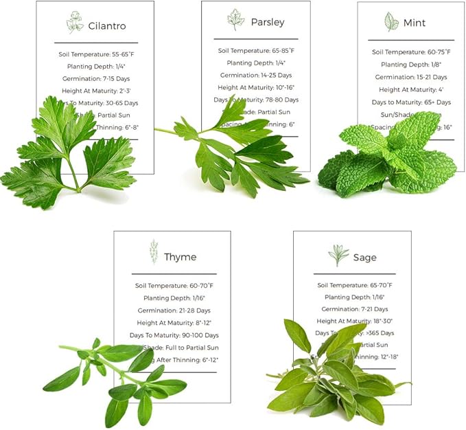 Herb Garden Seeds Collection - 5 Culinary Herb Seeds Pack - Organic Mint, Parsley, Cilantro, Thyme and Sage Seeds, Heirloom Non-GMO Seeds for Planting