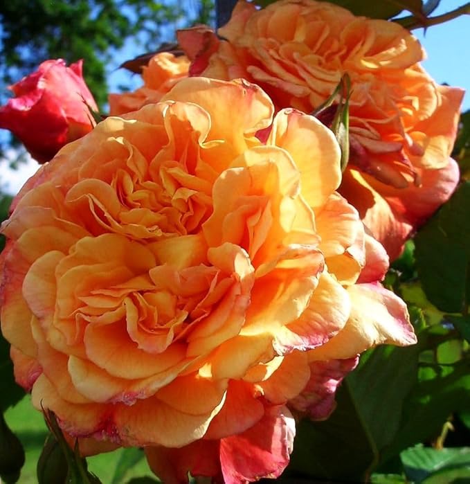 100+ Mix Color Climbing Rose Seeds for Outdoor Planting Vibrant Bush Perennial Shrub Ornamental Flowers for Garden Decoration