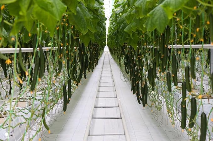 Seeds Cucumber Chinese Wonder Open-Pollinated / 60 Days/Non GMO/Heirloom