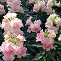 Park Seed Snap Dragon Flower Plant Seeds – Twinny Appleblossom with Pastel Pink Double Blooms, Compact Dwarf Habit for Containers or Beds, Long-Lasting Color for Spring and Fall, Pack of 100