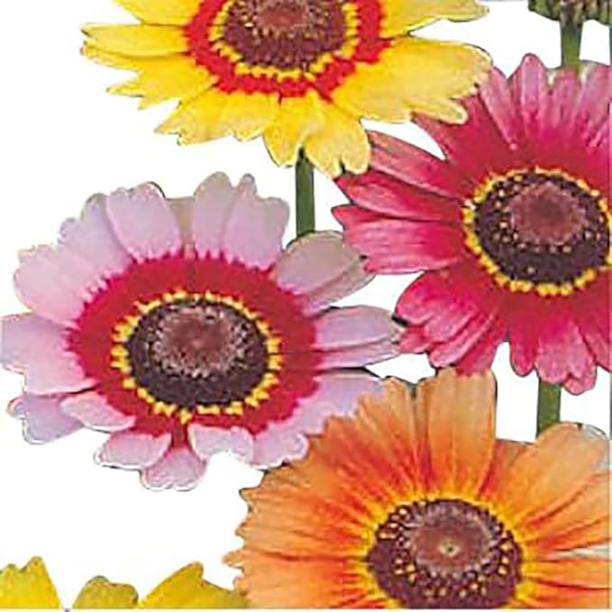 1000 Rainbow Painted Daisy Seeds - Former Wildflower Tamed as a Colorful Sunny Annual and Cut Flower