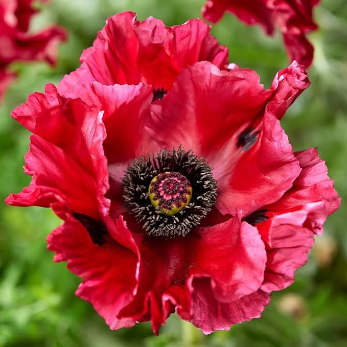 1010+ Perennial Mixed Poppy Flower Seeds for Planting Outdoors-Poppy Seeds Attracts Bees&Butterflies Fragrant Butterfly
